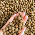 Hydro Stones( Clay Balls)