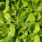 Water Letuce
