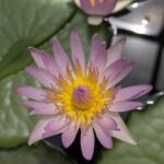 Water Lillys - (Pink, White, Blue, Yellow)