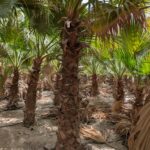 Washingtonia ( Robusta) Palm 2-3 Meter Trunk Length