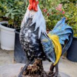 ROOSTER IN GARDEN