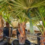 Washingtoniya ( Robusta) Palm 50 CM Trunk Size