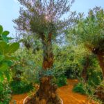 Olive Tree - 2-2.5 Meter size