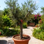 Olive tree 75 CM to 1 Meter Size