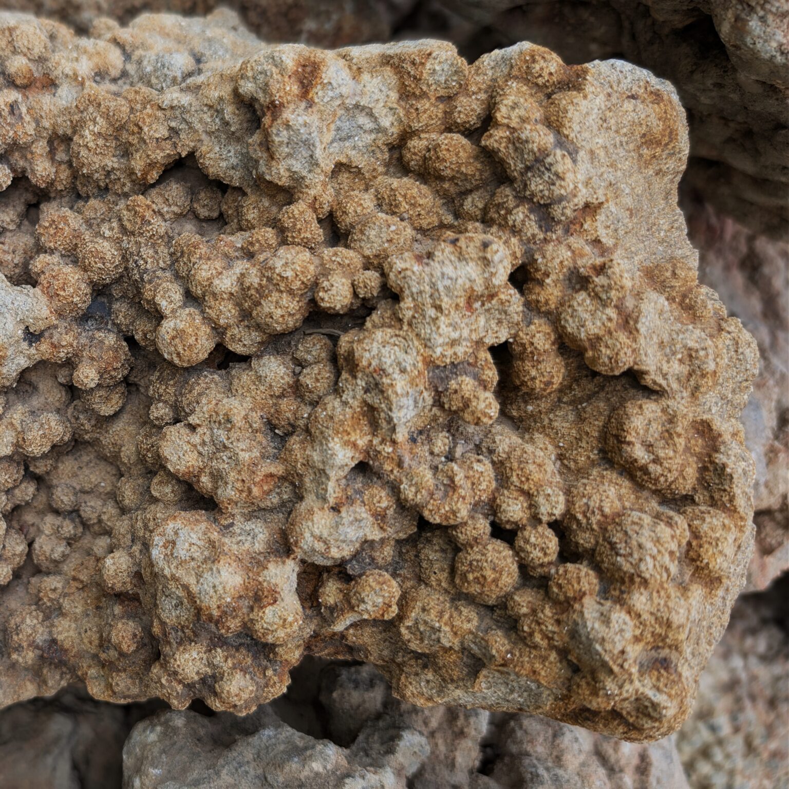 Corell Reck NATURAL CORAL ROCK FOR AQUARIUM – 20 TO 70 CM SIZE - nativenestuae.com