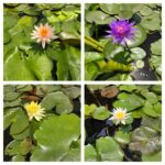 Four Seasons Water Lily Combo - 4 Colours