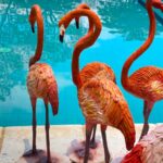 Fiberglass Flamingos( Head UP Posture)