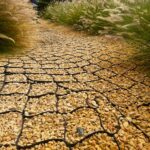 PATHWAY / DRIVEWAY WITH GEOGRID CELL (HDPE MATERIAL)